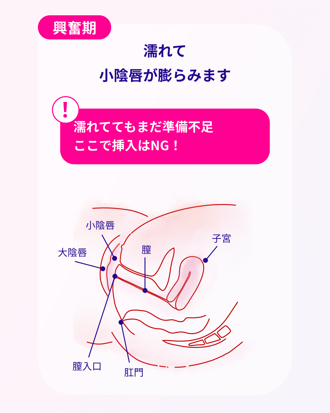 第1段階の興奮期は、濡れて小陰唇が膨らみます