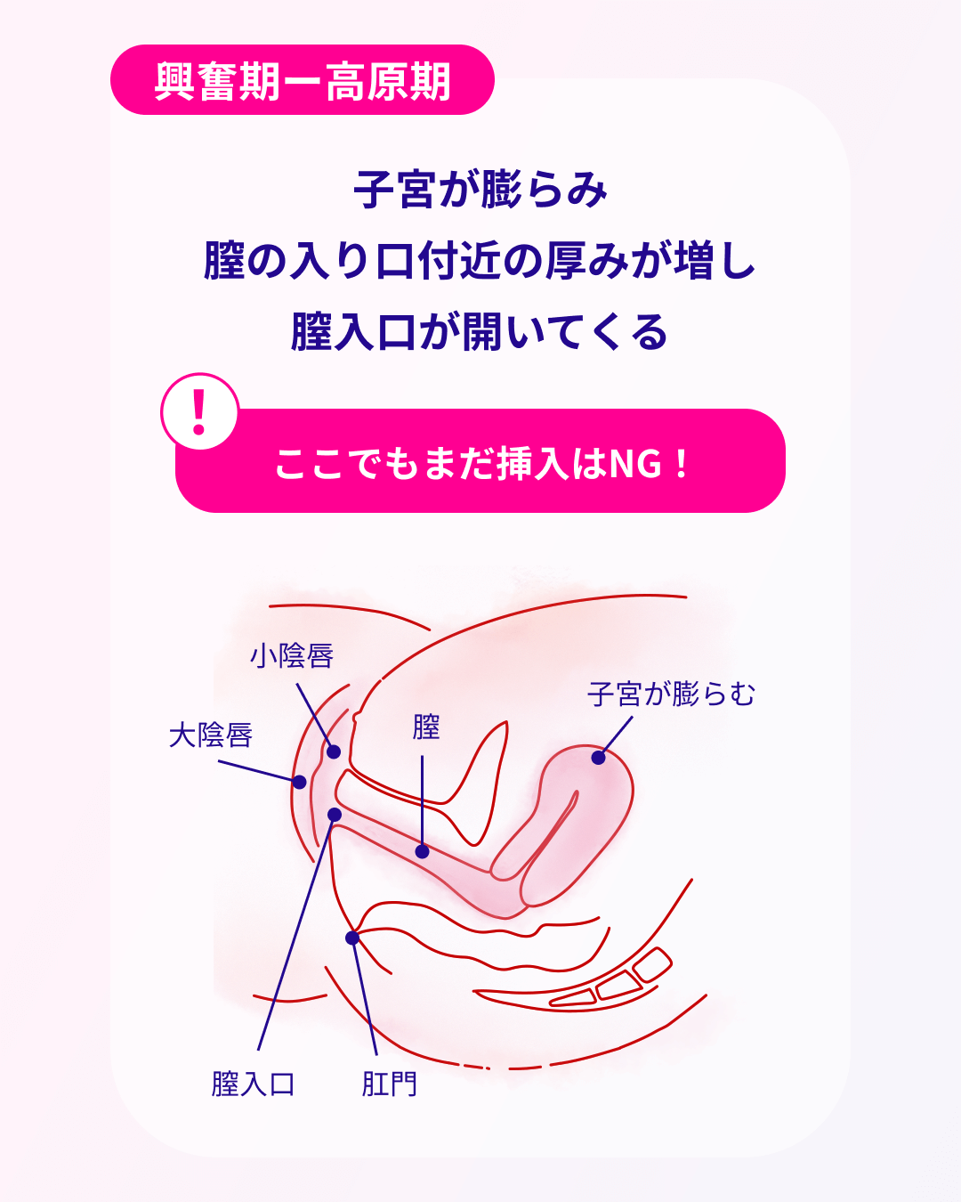 子宮がだんだんと膨らんできて、膣の入り口付近の厚みが増して膣入口が開いてきます