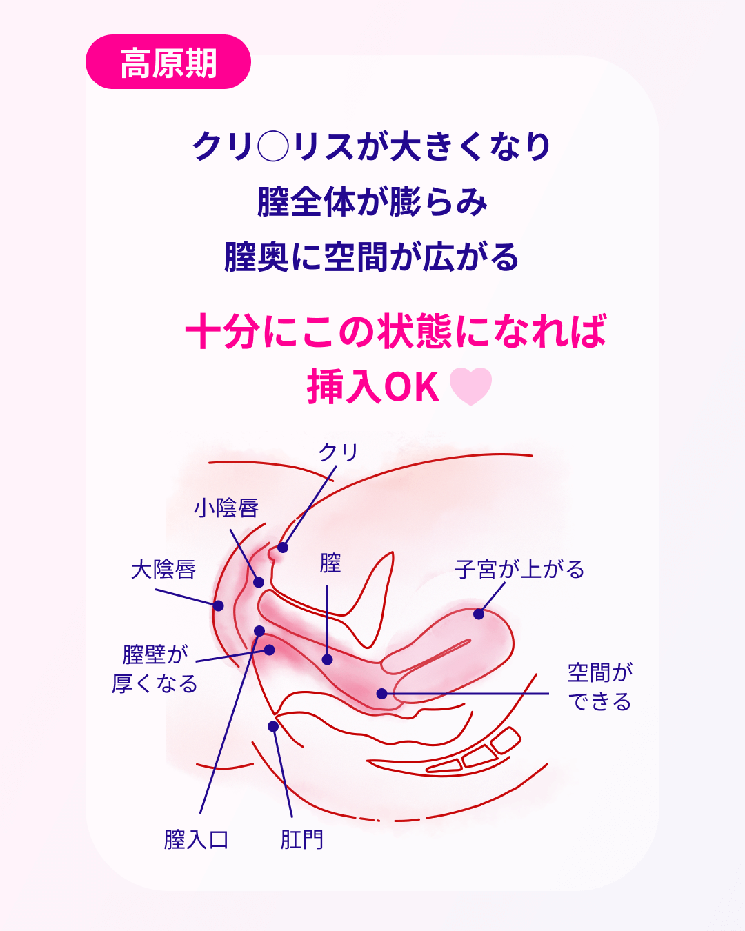 膣全体が膨らみ膣奥に空間が広がってくる