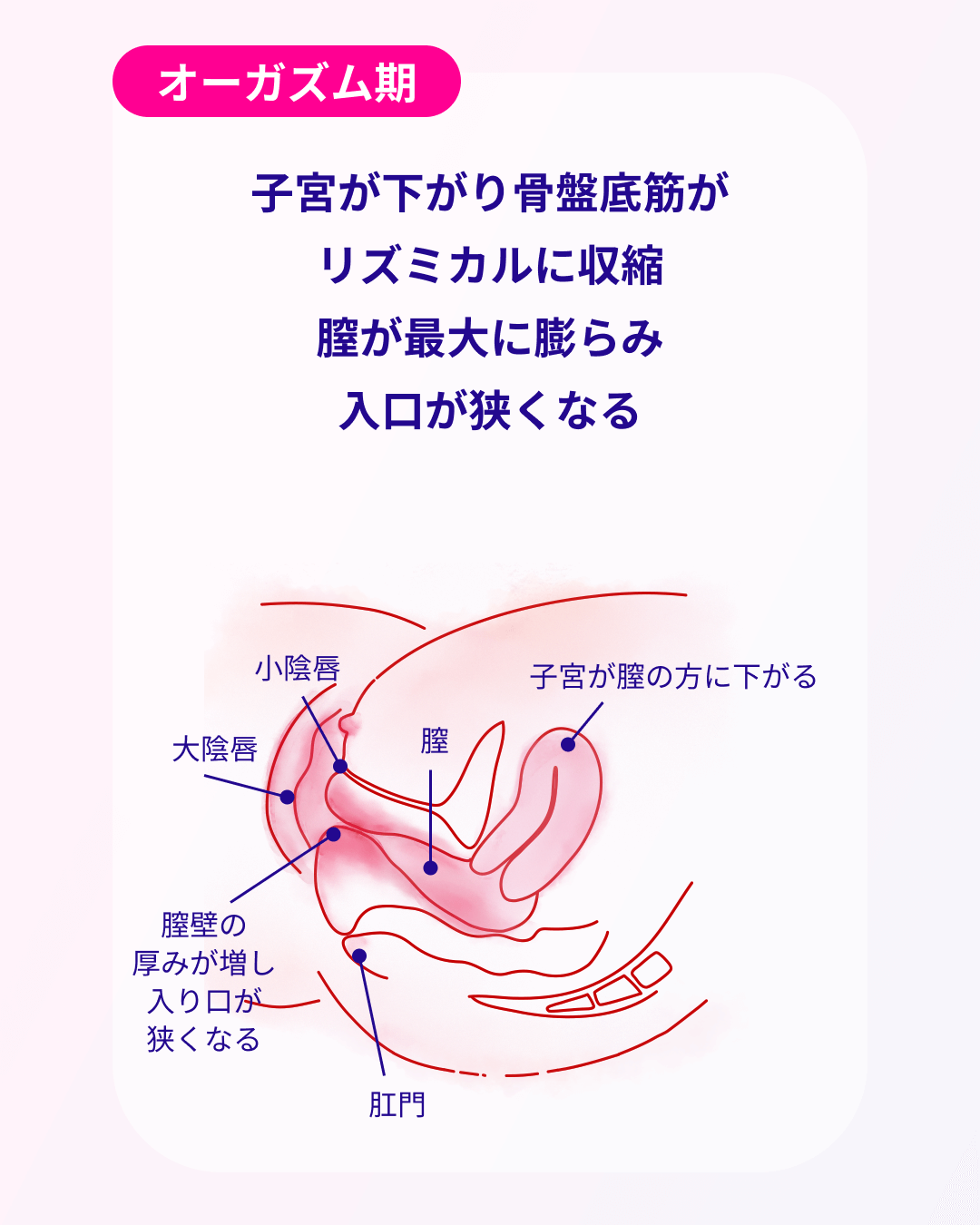 オーガズム期に入ると膣が最大に膨らみ入口が狭くなる
